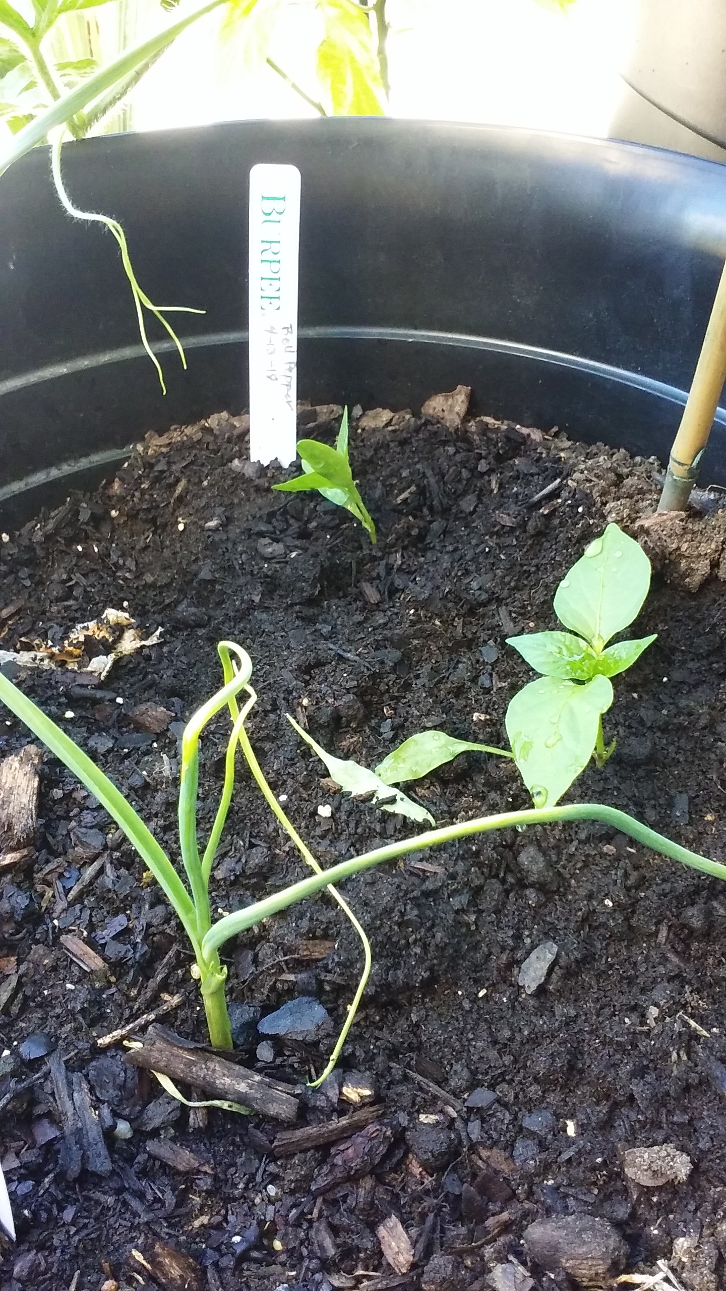 Message_1529010663374