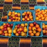 Garden fresh tomato harvest pt.&nbsp;2