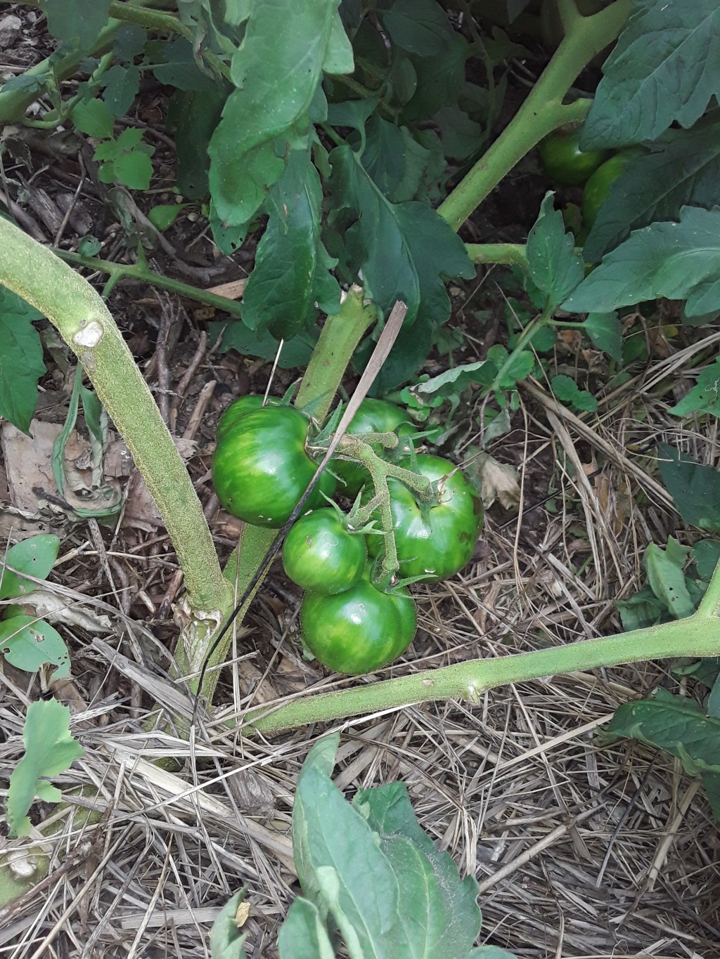 Harvesting fresh home-grown&nbsp;tomatoes.