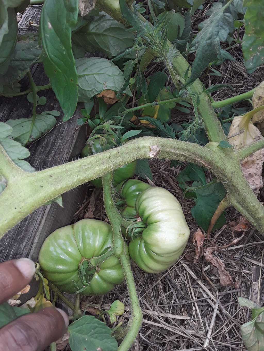 Mike the farmer beefsteak tomato&nbsp;harvest.