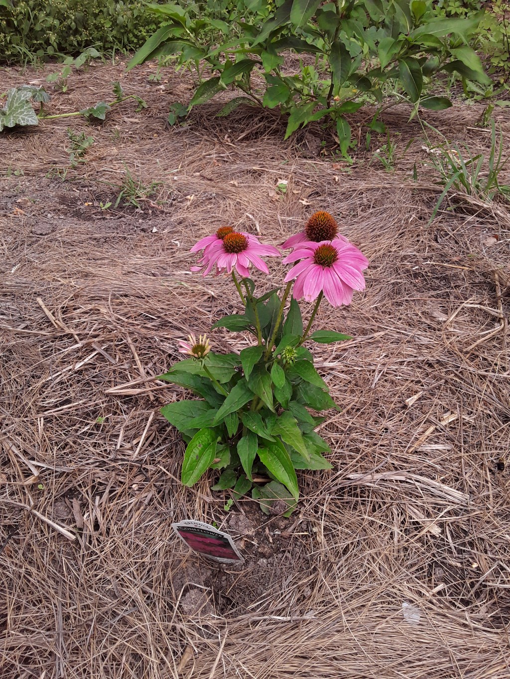 ACAP and Philadelphia Futures&nbsp;Volunteers