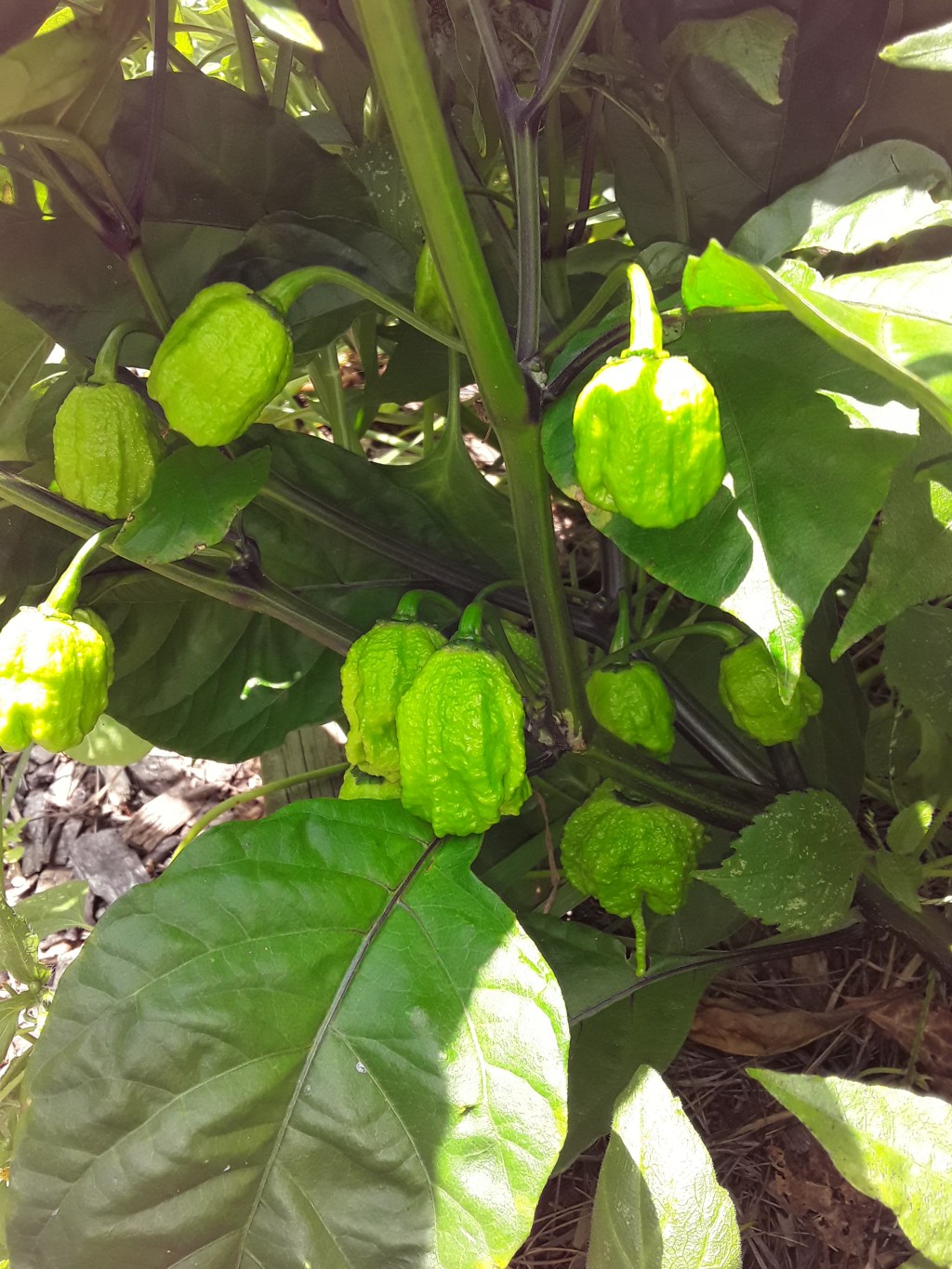 Carolina Reapers will be for sale soon for anyone who is daring&nbsp;enough.
