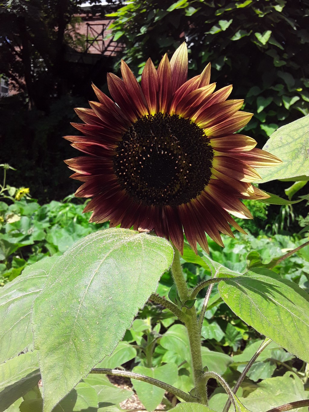 Keeping up with the Kale’dashians