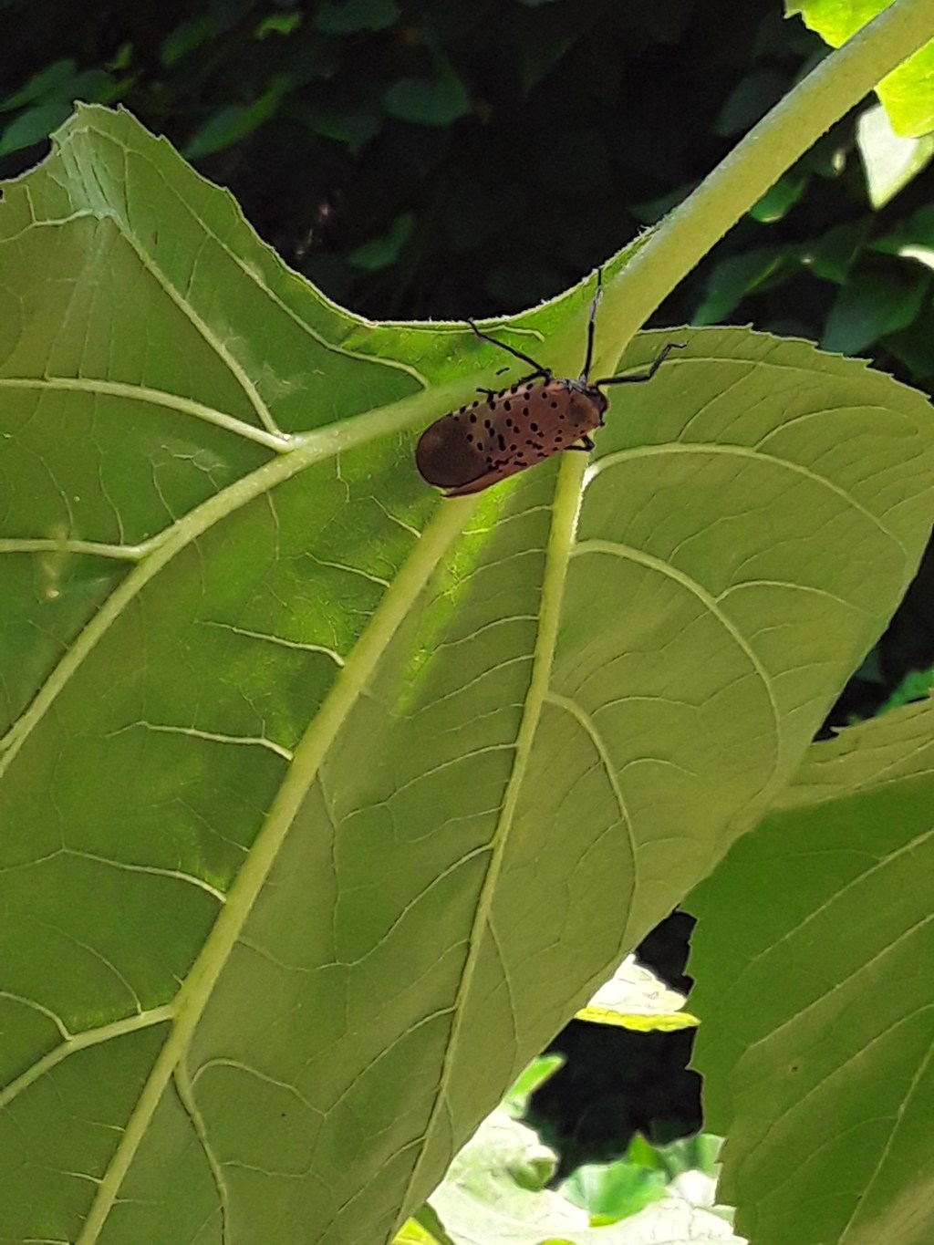Yikes! Hornworm attack in&nbsp;garden.