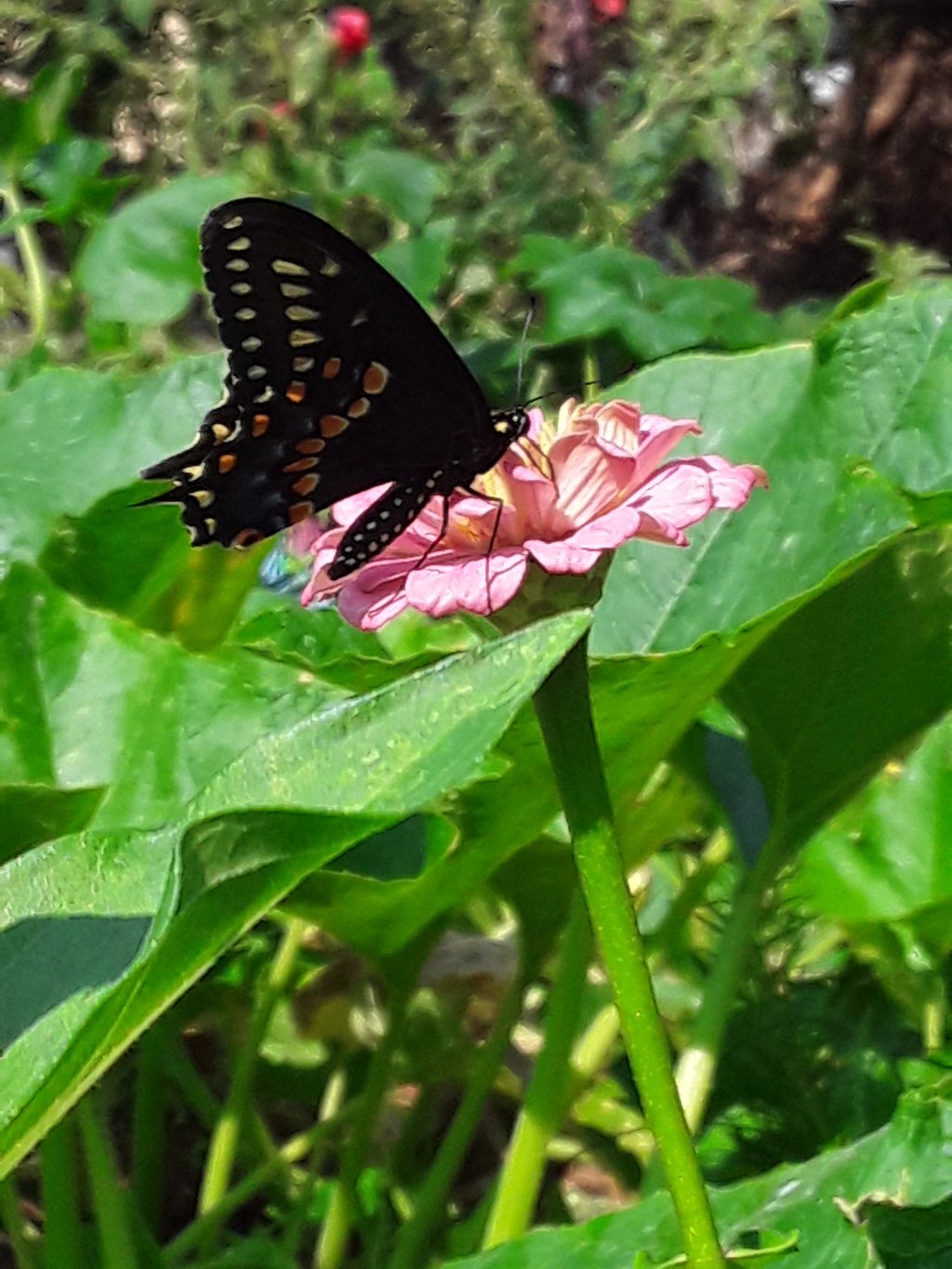 My home garden&nbsp;updates.