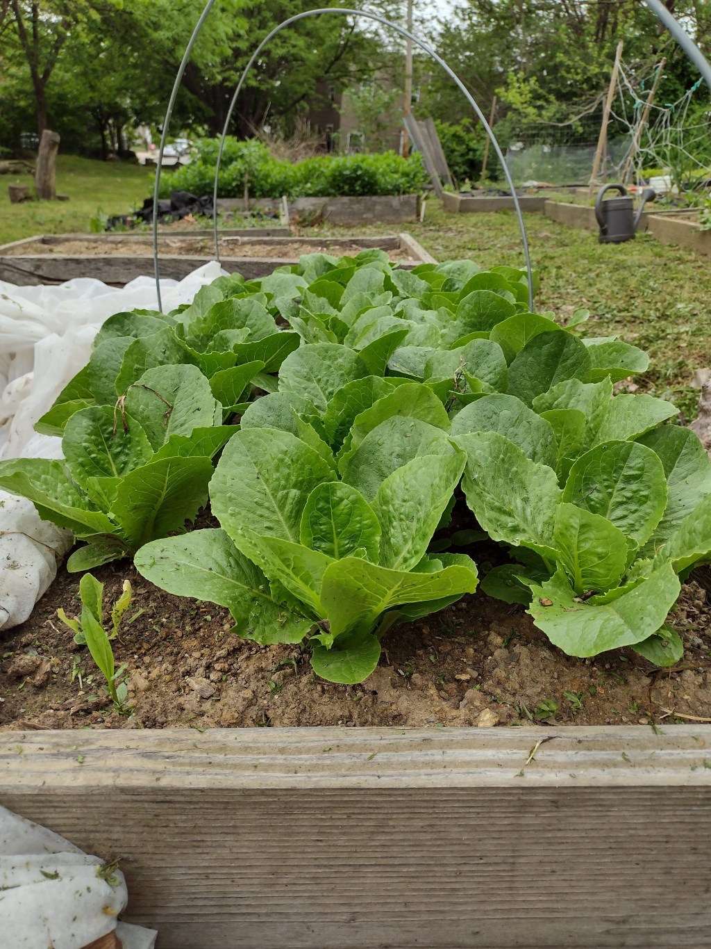 Garden with Mike the&nbsp;Farmer