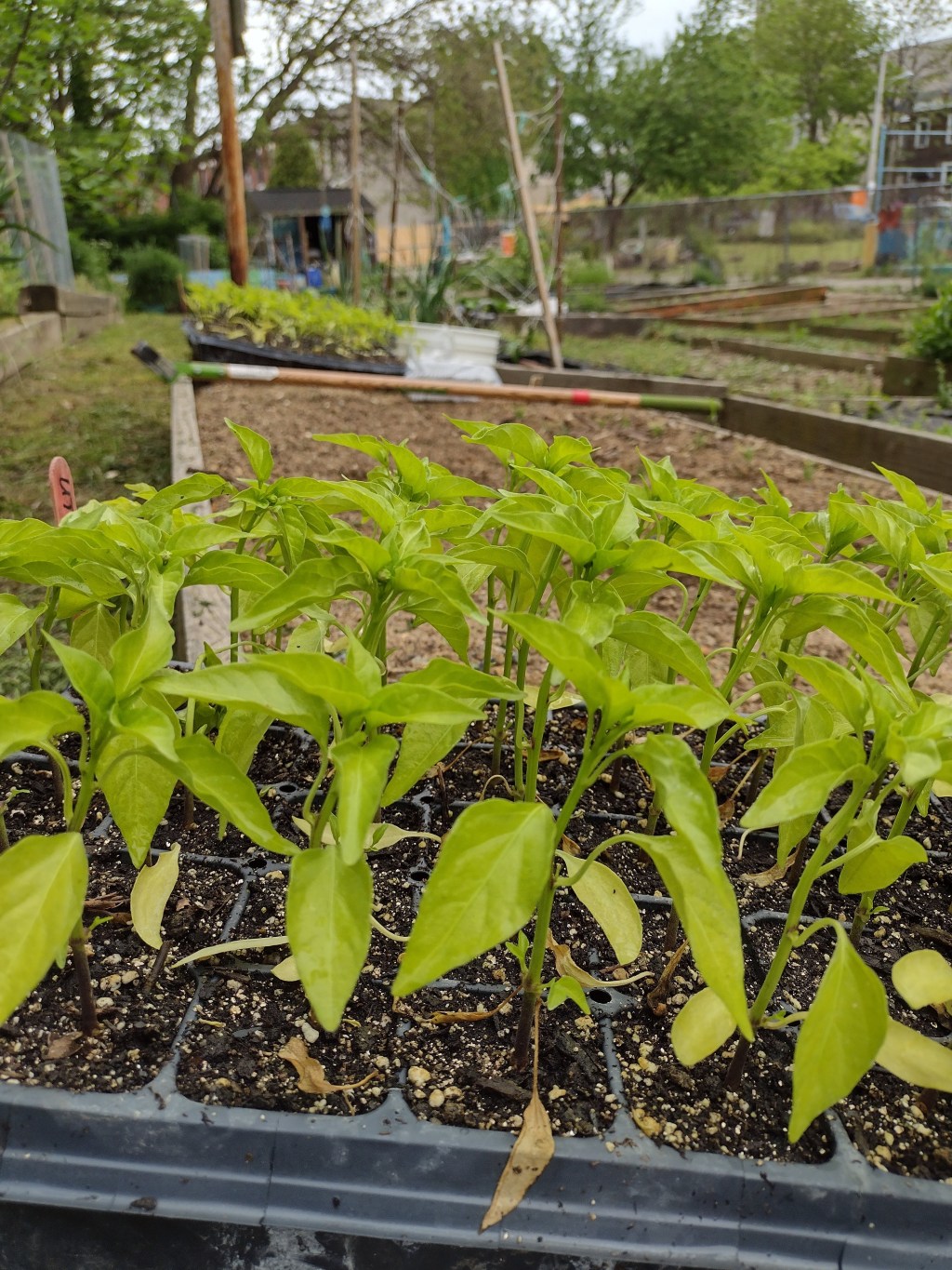 Gardening tips with Mike the&nbsp;Farmer