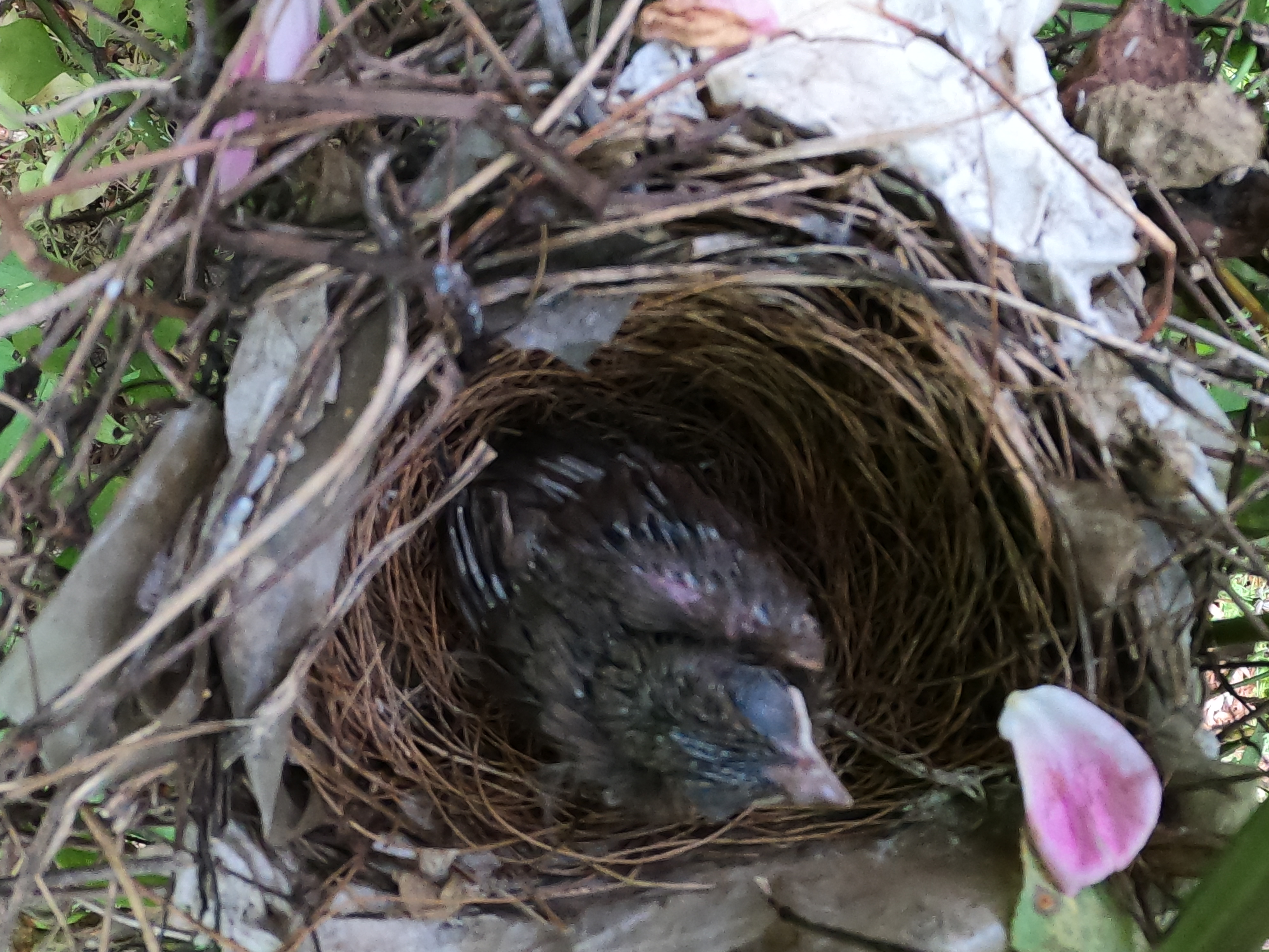 In the image the is a baby bird in a nest from a view that looks down on it. The bird is mostly dark brown in color.
