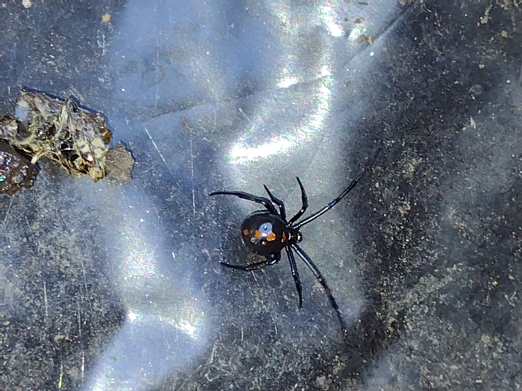 Spider! Nature eight legged beauty&nbsp;🕷️🕸️