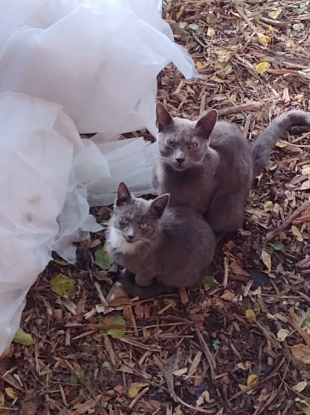 Kitty first time watching TV&nbsp;😺