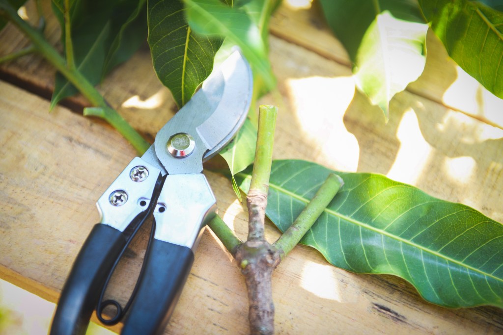 Did you know? Pruning with Mike the Farmer&nbsp;#pruning