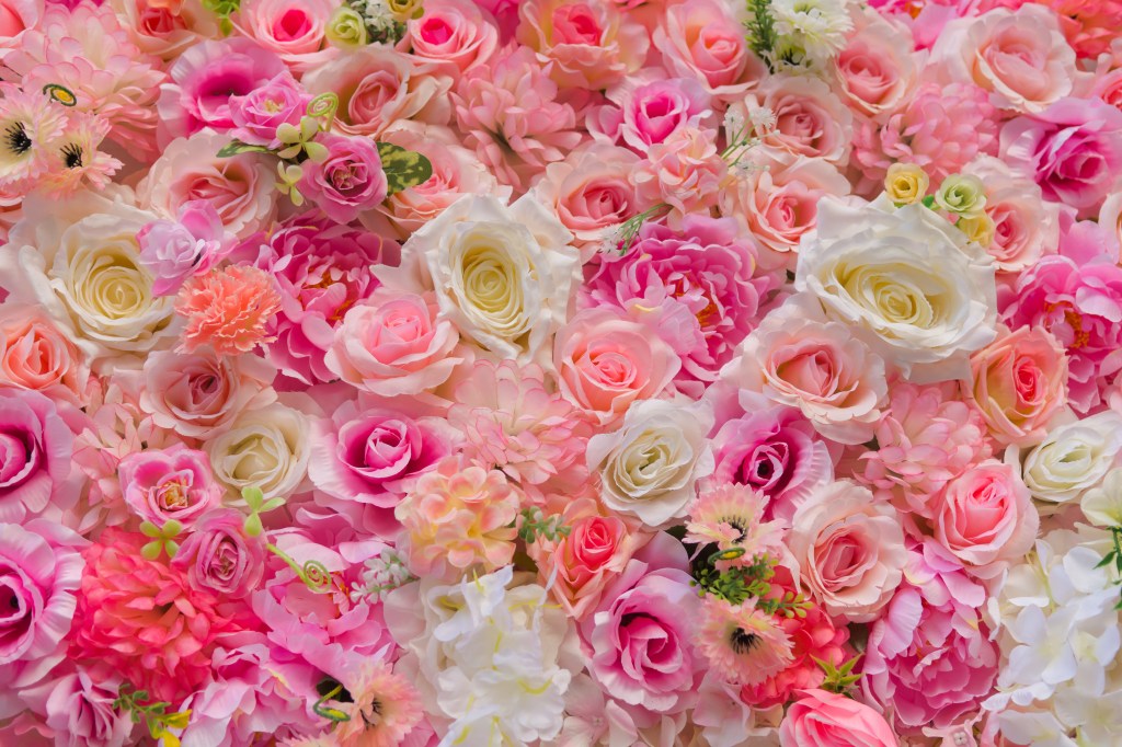 Rise and shine to nature’s palette #flowers #nature&nbsp;#morning