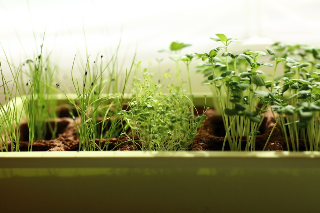 Harvesting meals from my front&nbsp;yard.