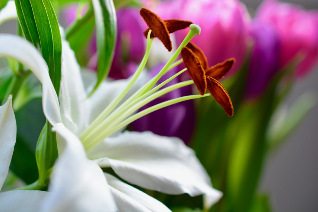 garden diaries: the bloom of lillies&nbsp;#gardening