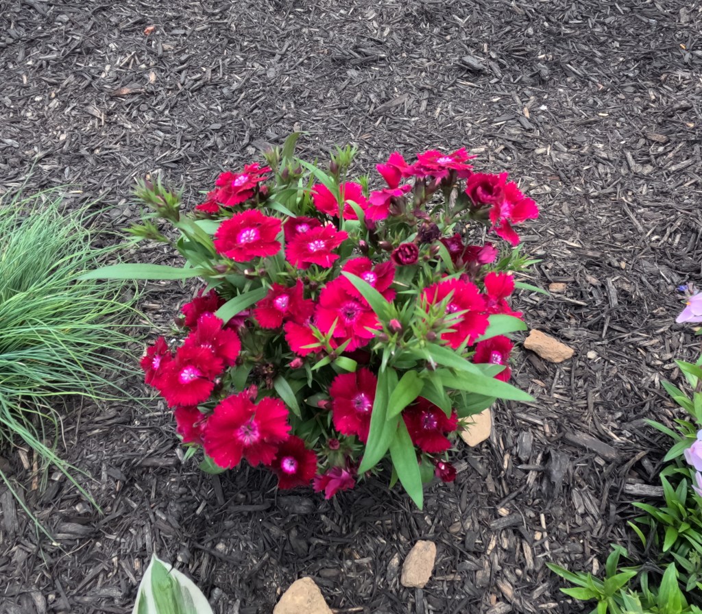 Let me “Put My Lovin” on your green space or landscape.&nbsp;#putmylovin