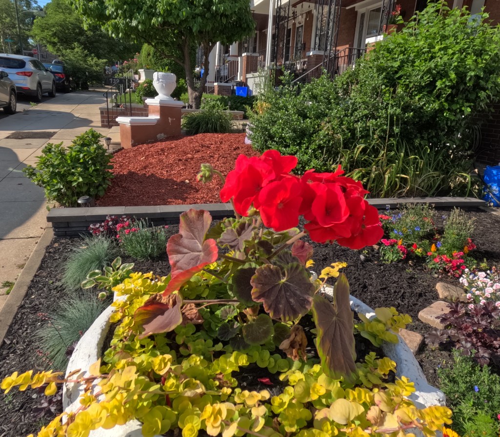 Cleaning up some tree&nbsp;shrubs