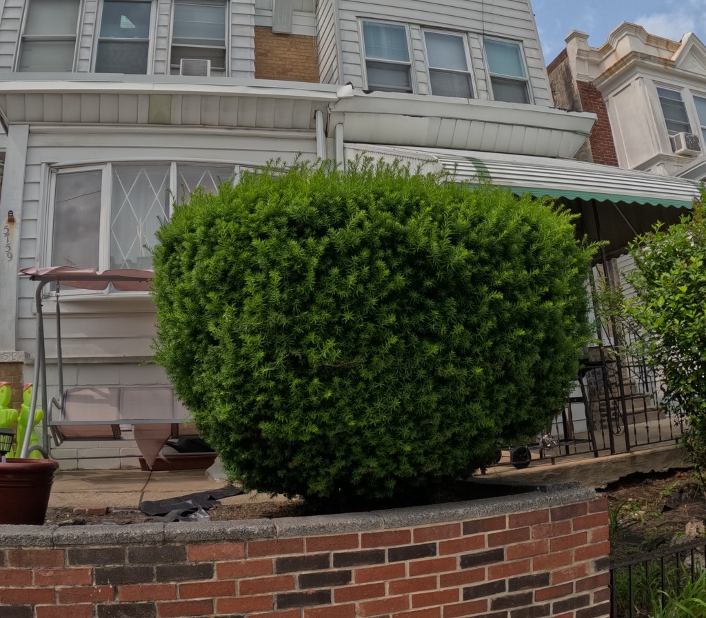 cutting up in my client’s&nbsp;yard.